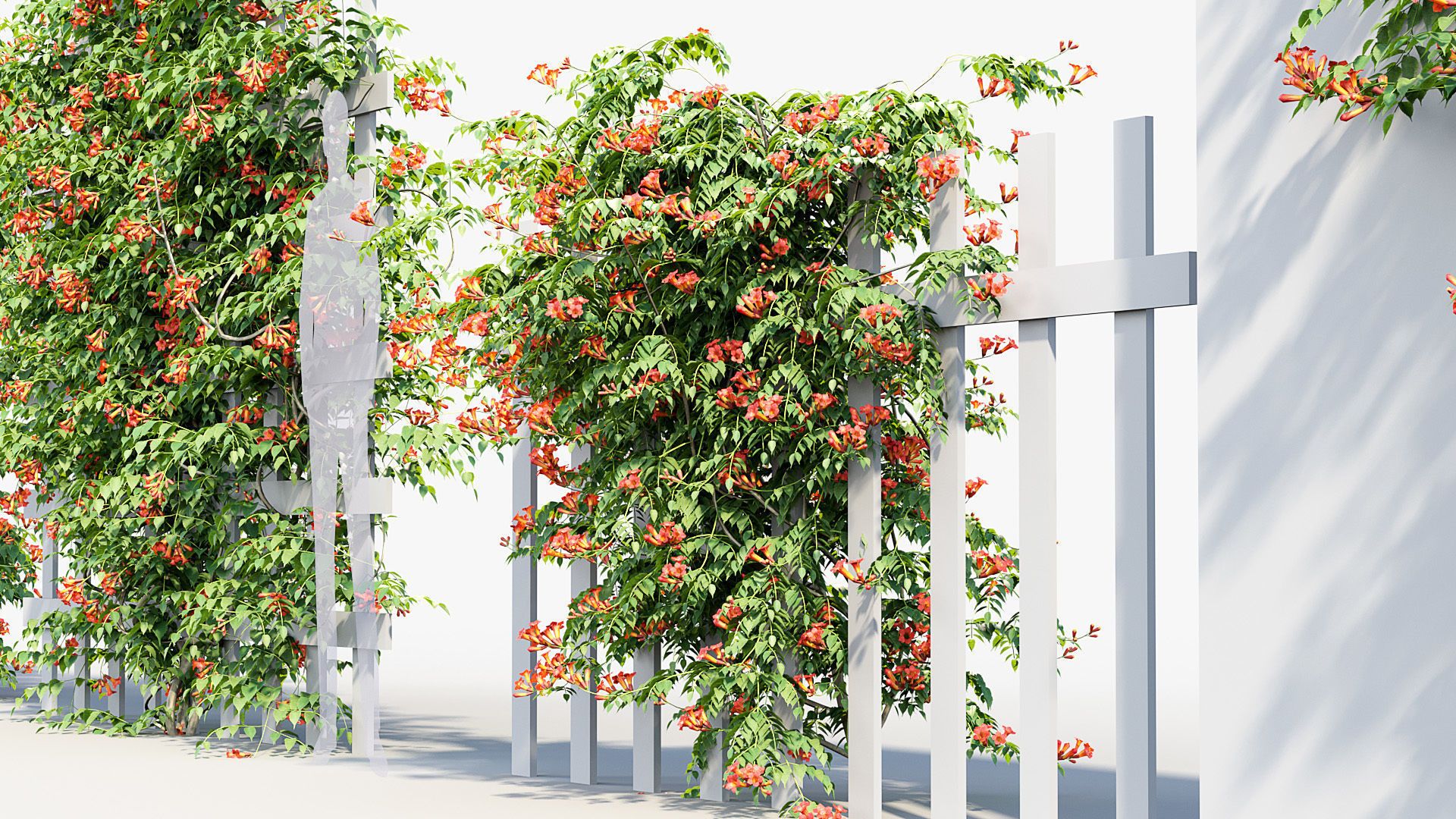 Campsis radicans Trumpet Creeper 3D model 3D model_6