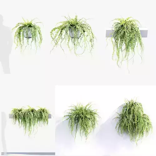 Adiantum Common Maidenhair fern