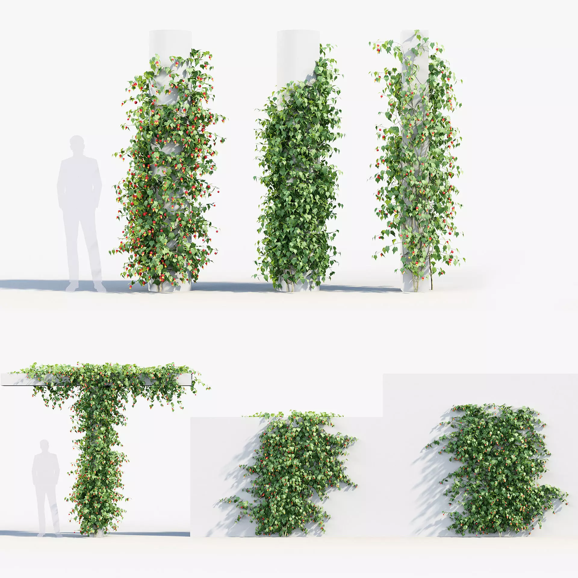 Abutilon megapotamicum Trailing Abutilon  3D model_0