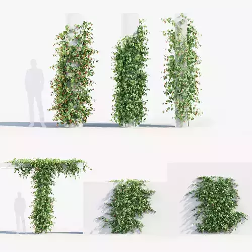 Abutilon megapotamicum Trailing Abutilon 