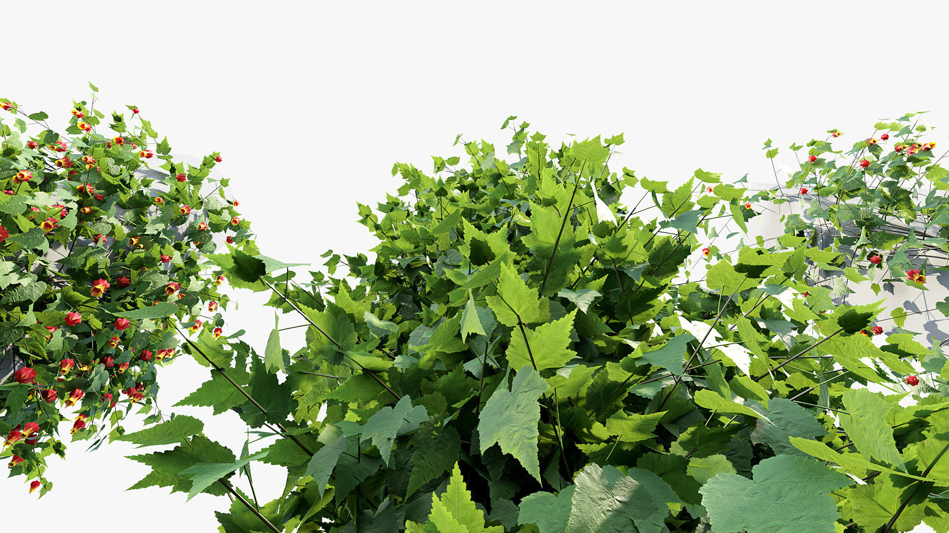 Abutilon megapotamicum Trailing Abutilon  3D model_7