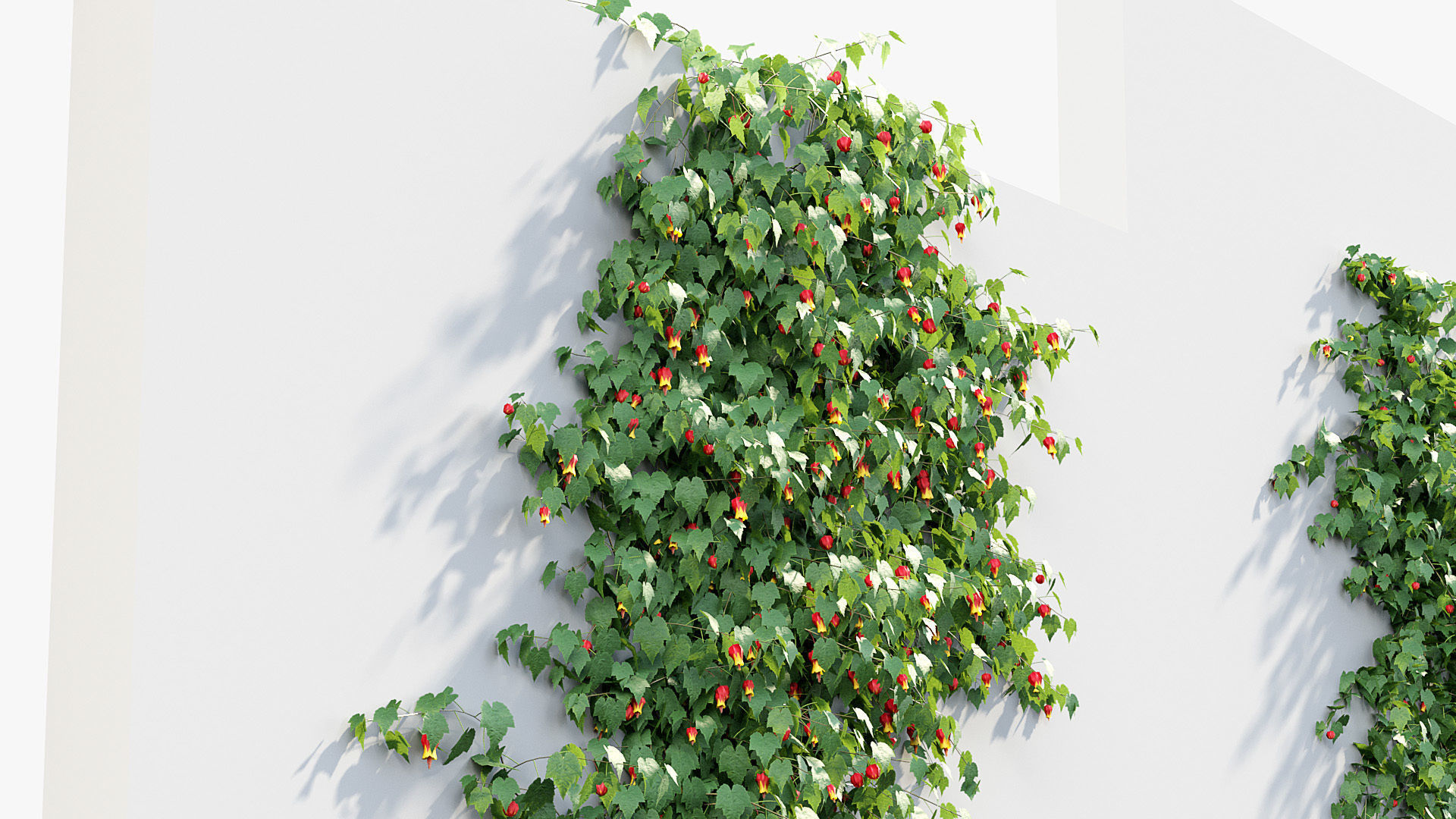 Abutilon megapotamicum Trailing Abutilon  3D model_5
