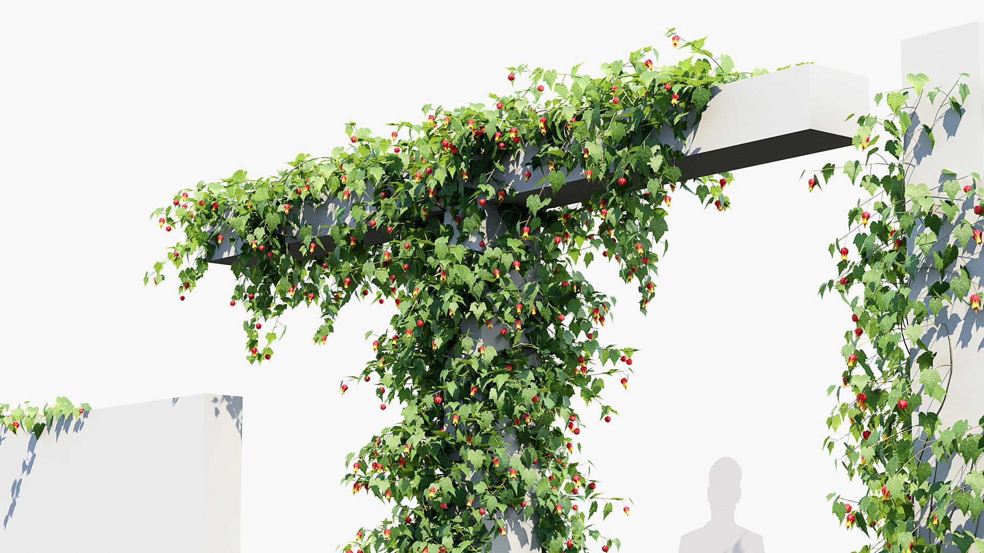 Abutilon megapotamicum Trailing Abutilon  3D model_6