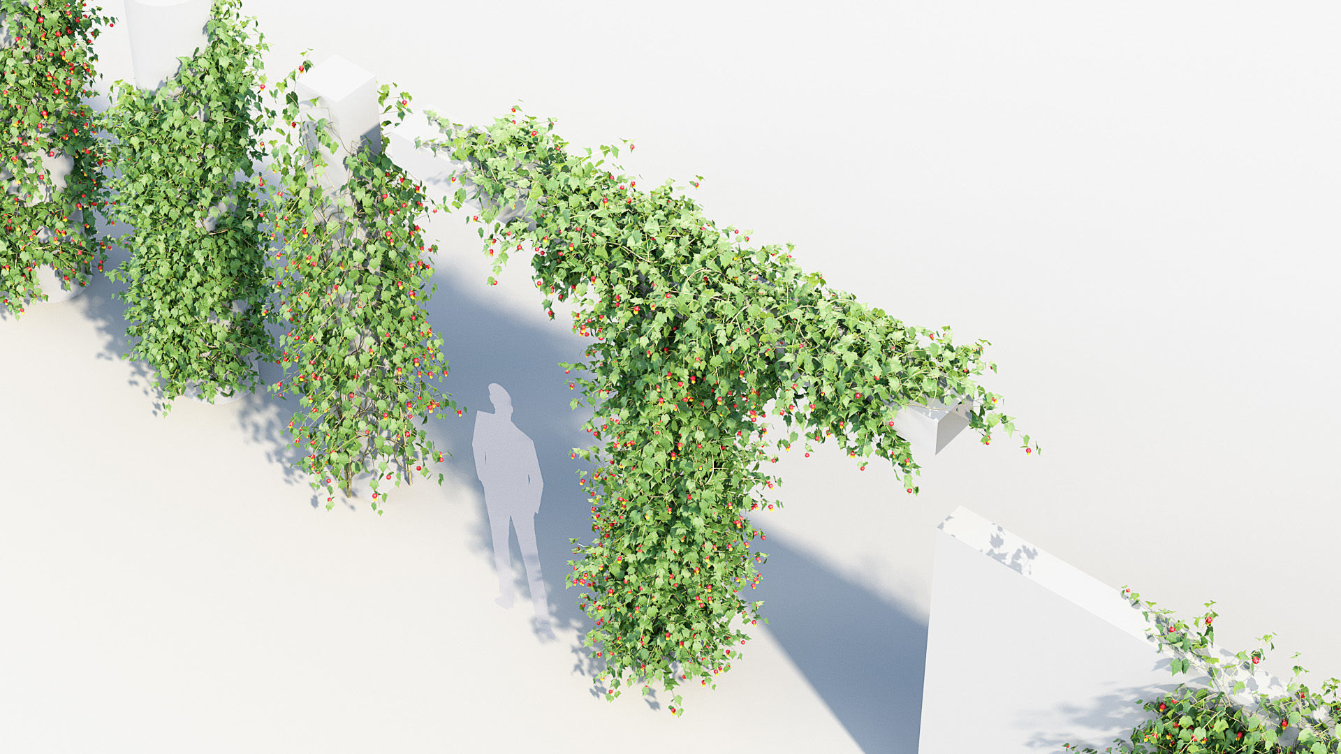 Abutilon megapotamicum Trailing Abutilon  3D model_4