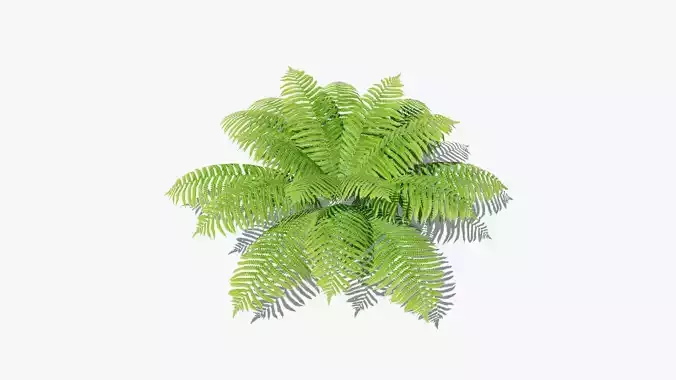 Fern Bush v3