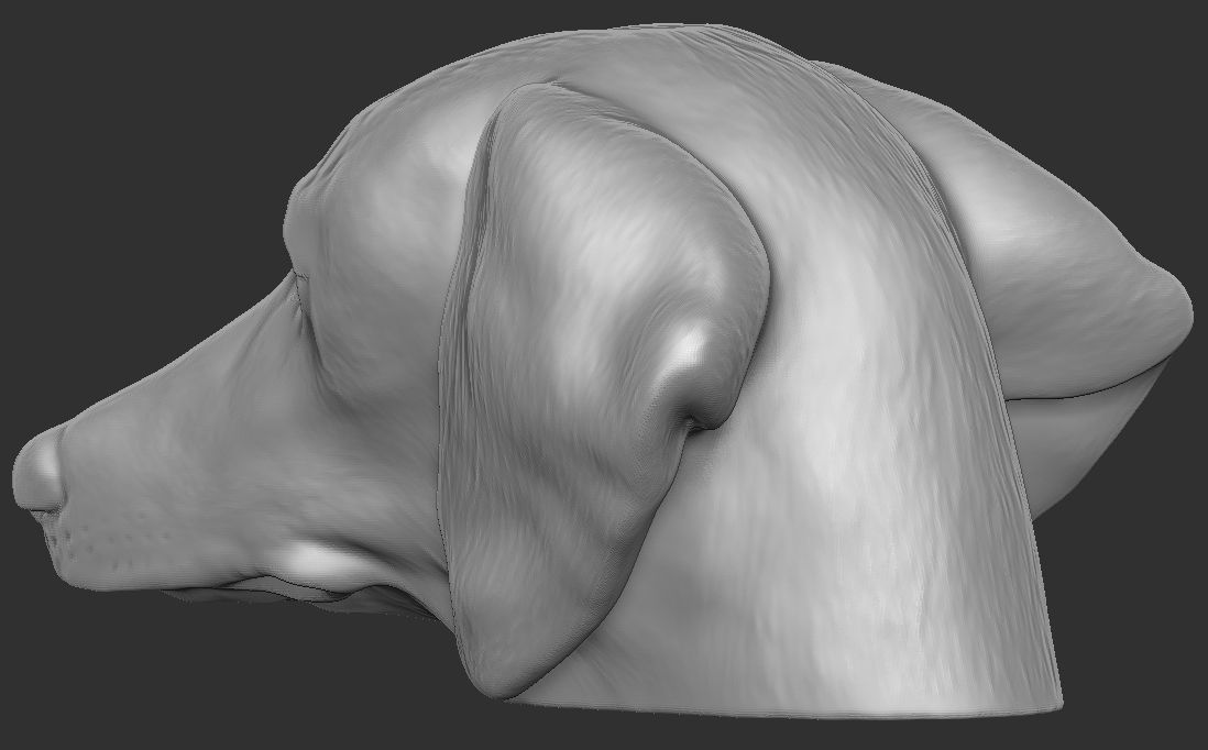 Dachshund dog head for 3D printing 3D print model_15