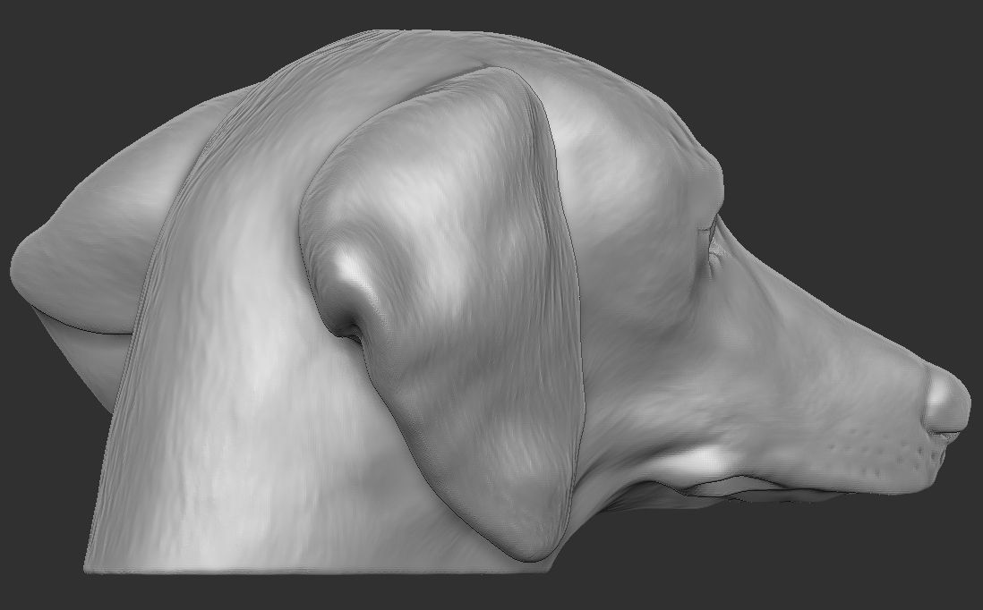 Dachshund dog head for 3D printing 3D print model_11