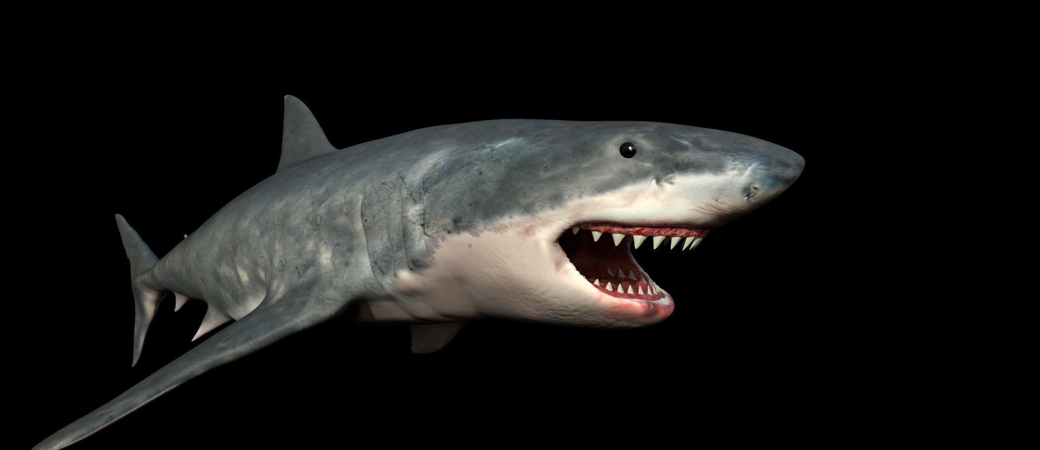 White shark 3D model_17