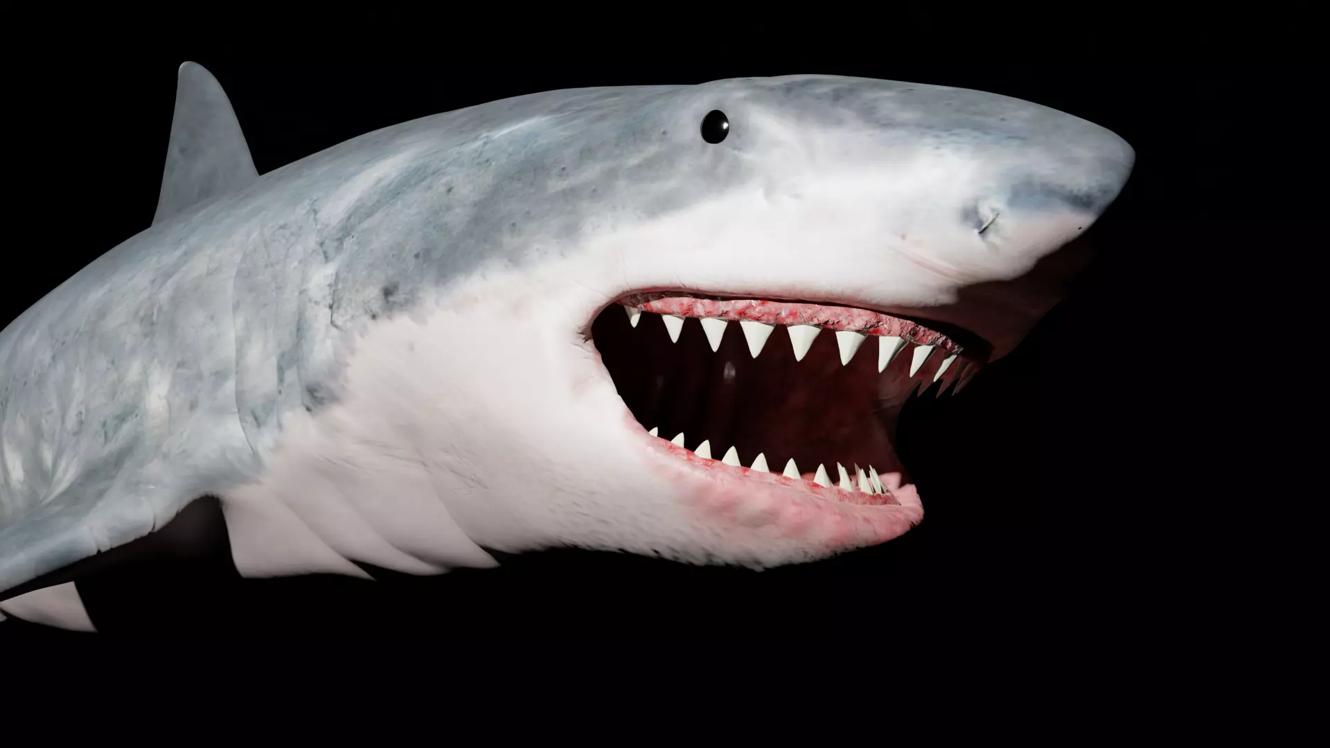 White shark 3D model_0