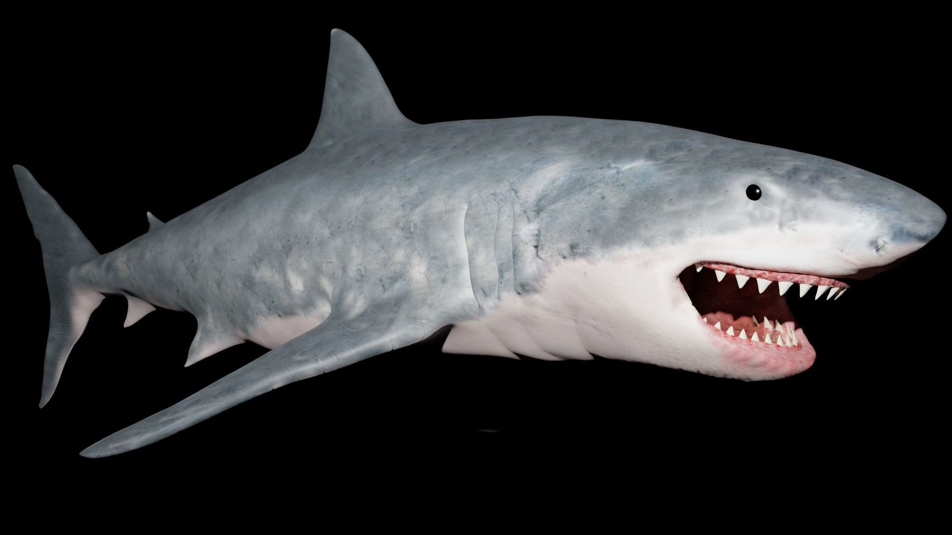 White shark 3D model_28