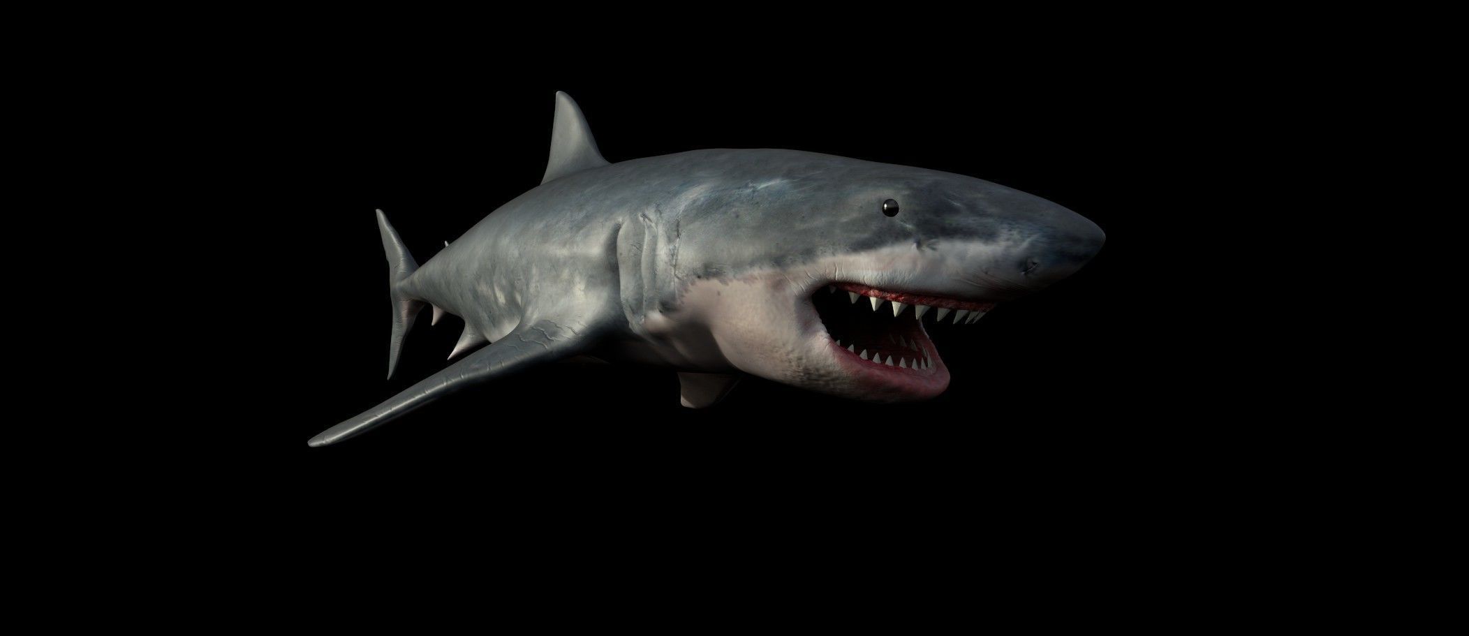 White shark 3D model_24