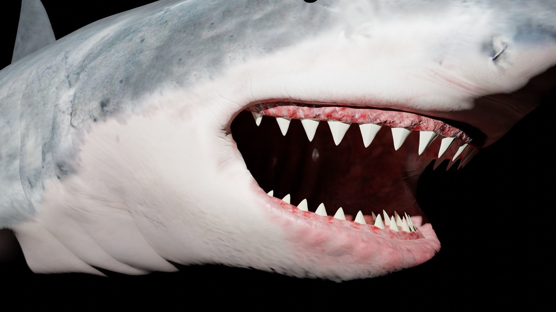 White shark 3D model_8