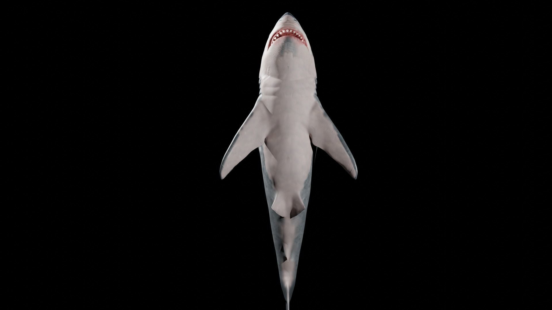 White shark 3D model_12