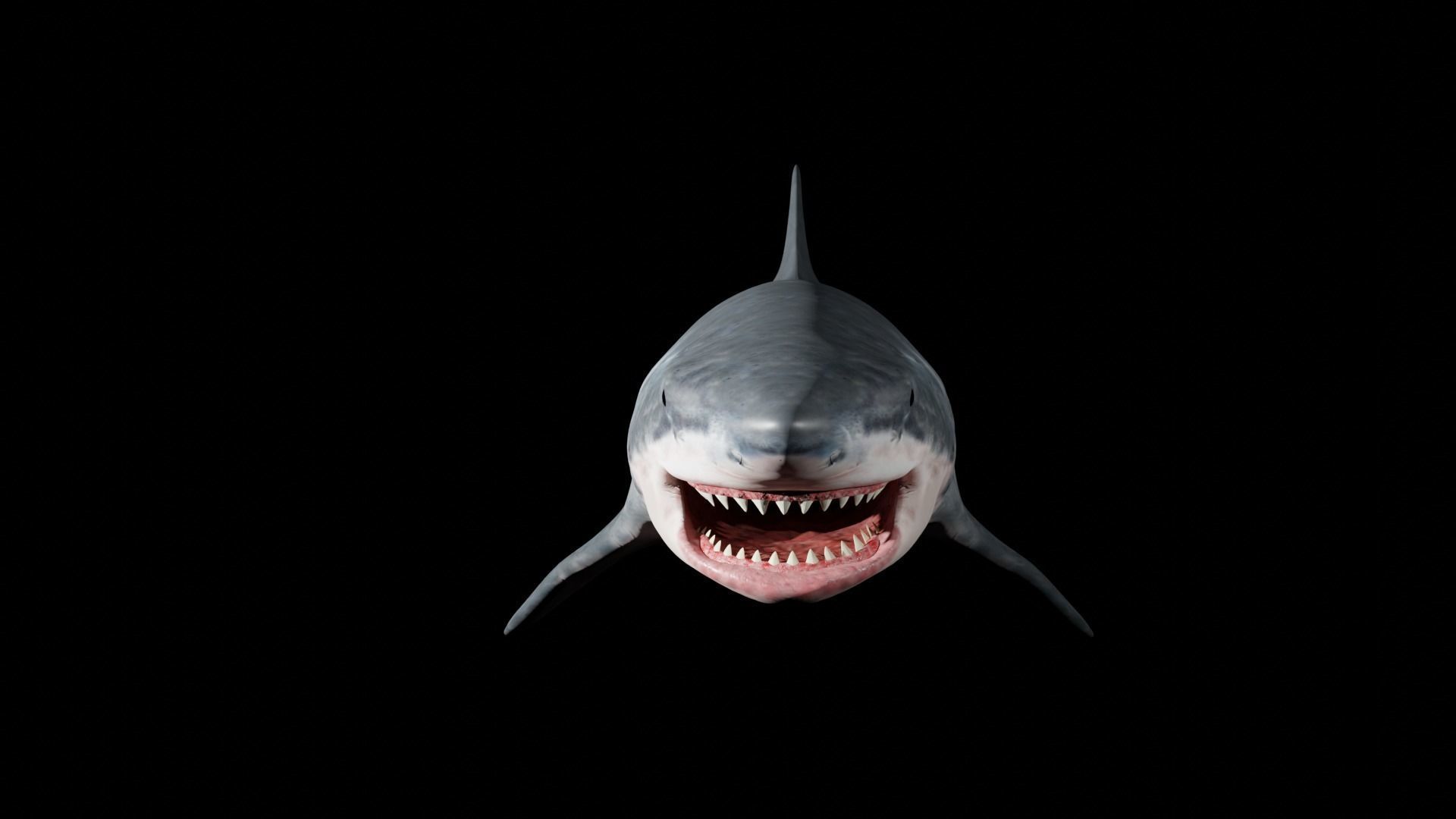 White shark 3D model_19