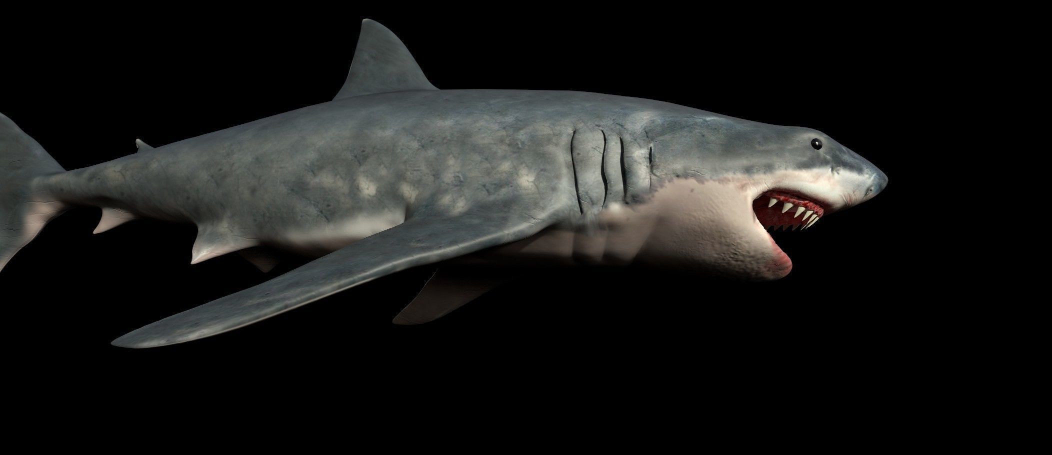 White shark 3D model_16