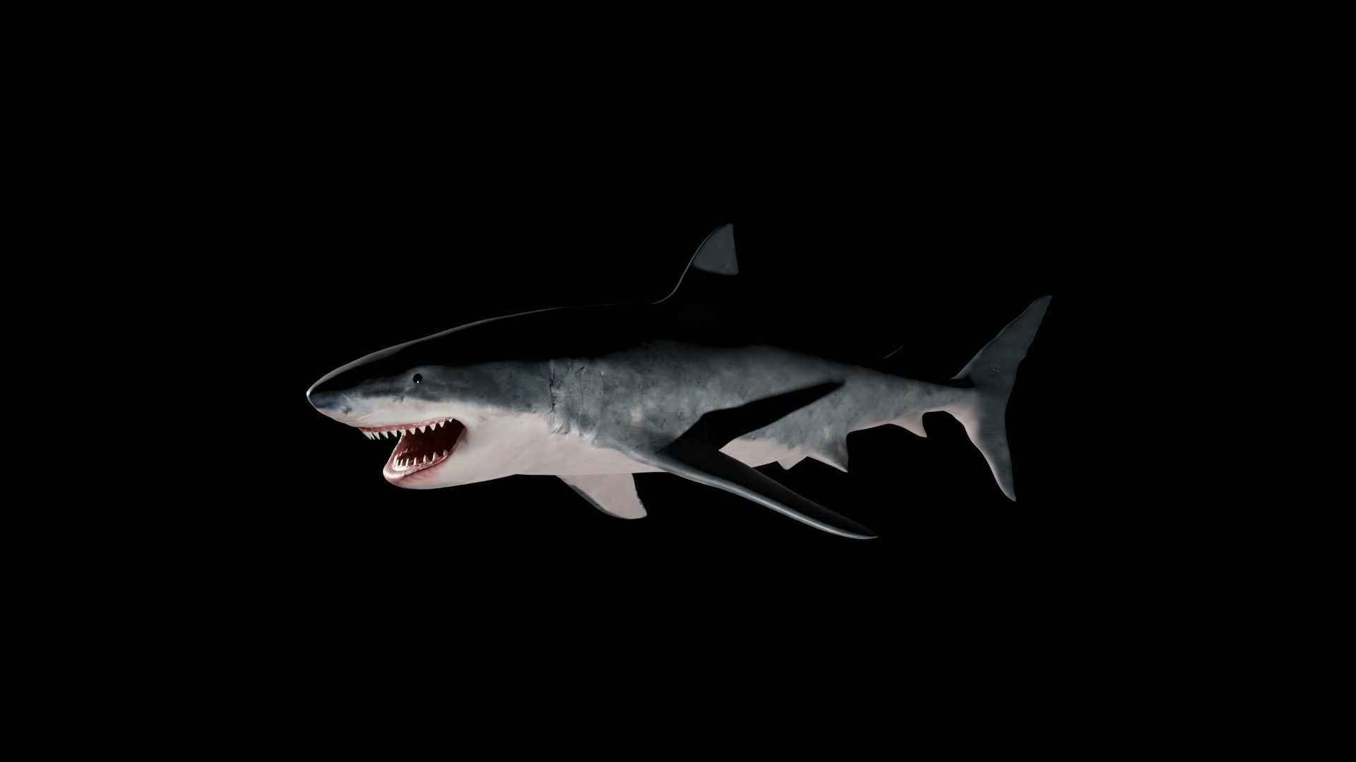 White shark 3D model_20