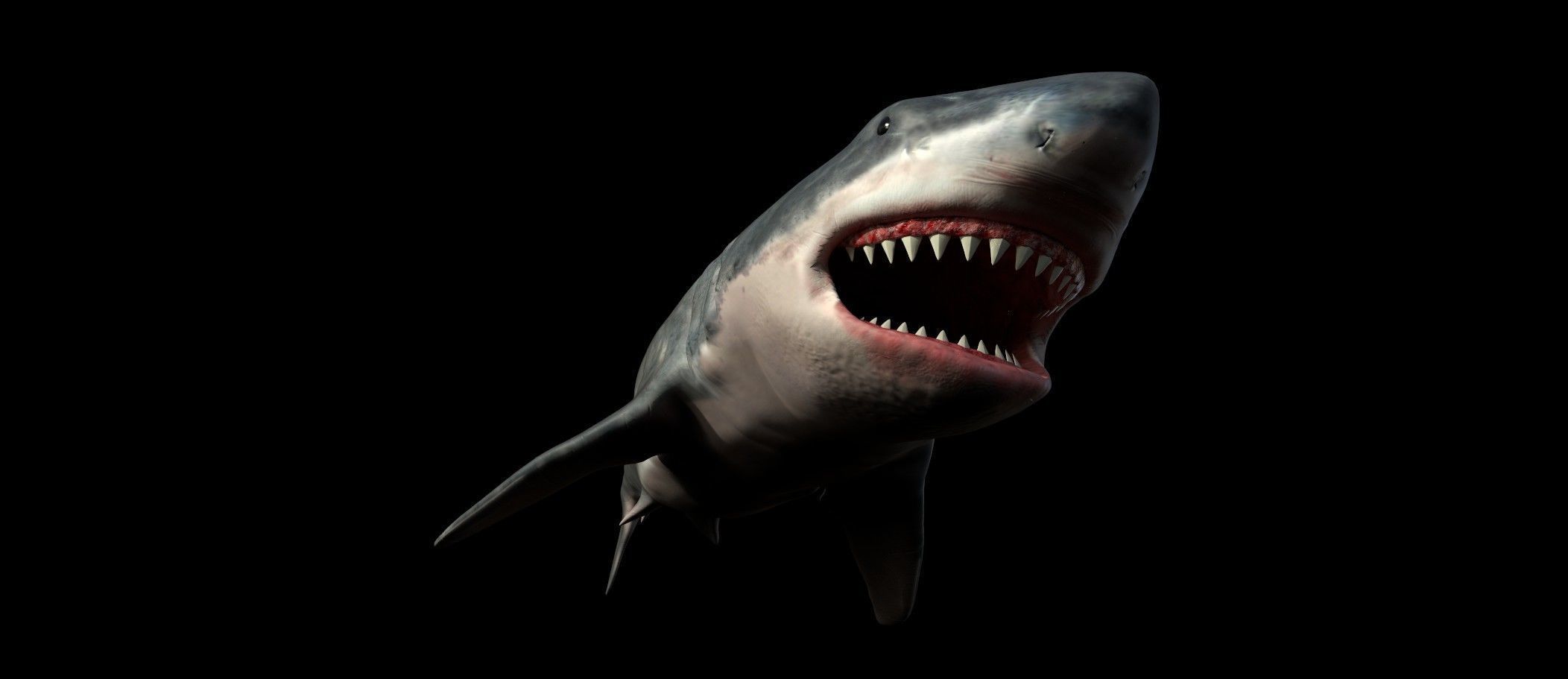 White shark 3D model_25