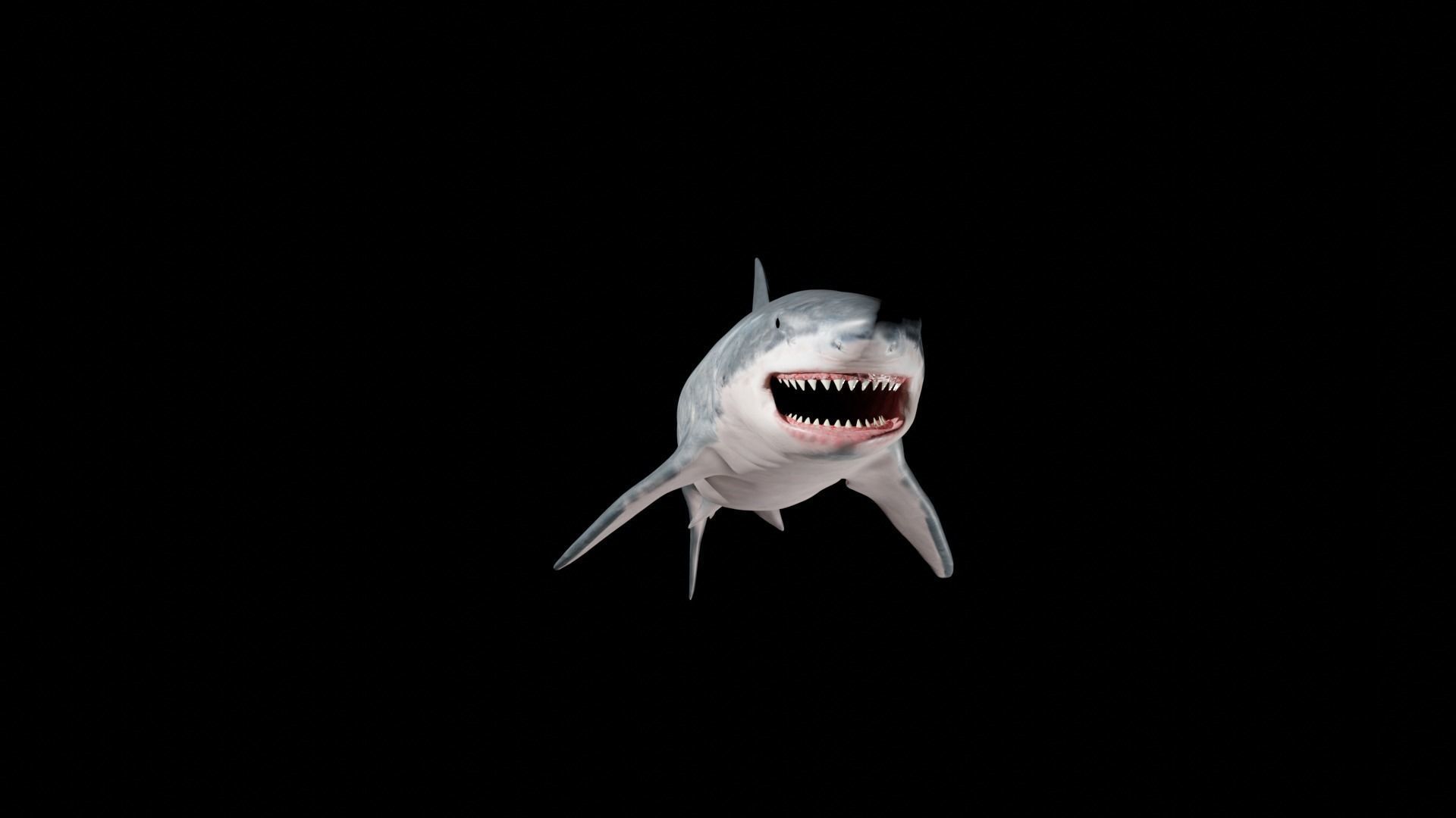 White shark 3D model_5