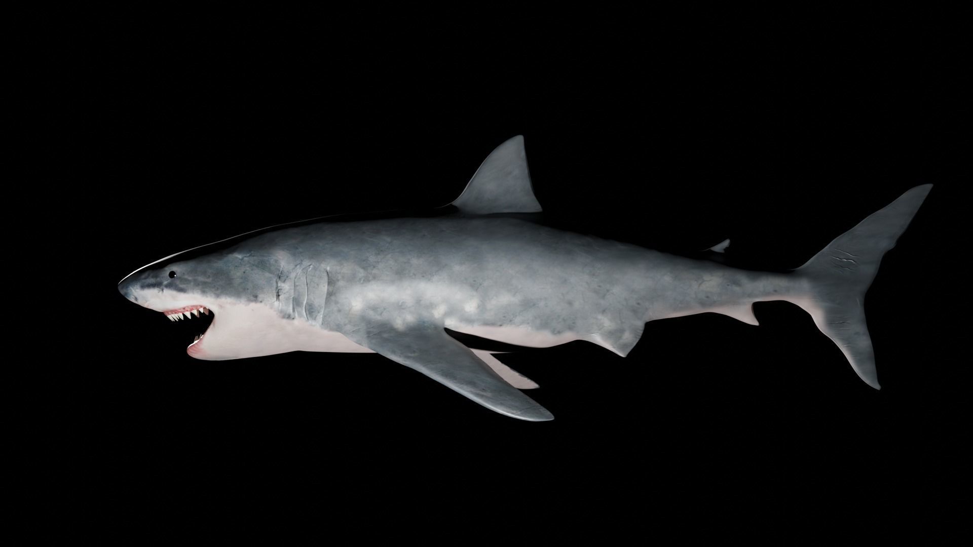 White shark 3D model_22