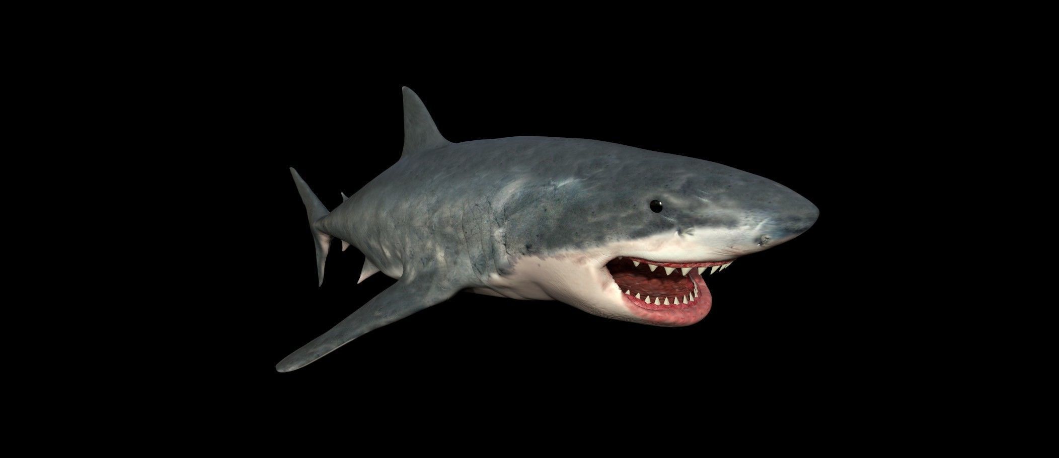 White shark 3D model_14