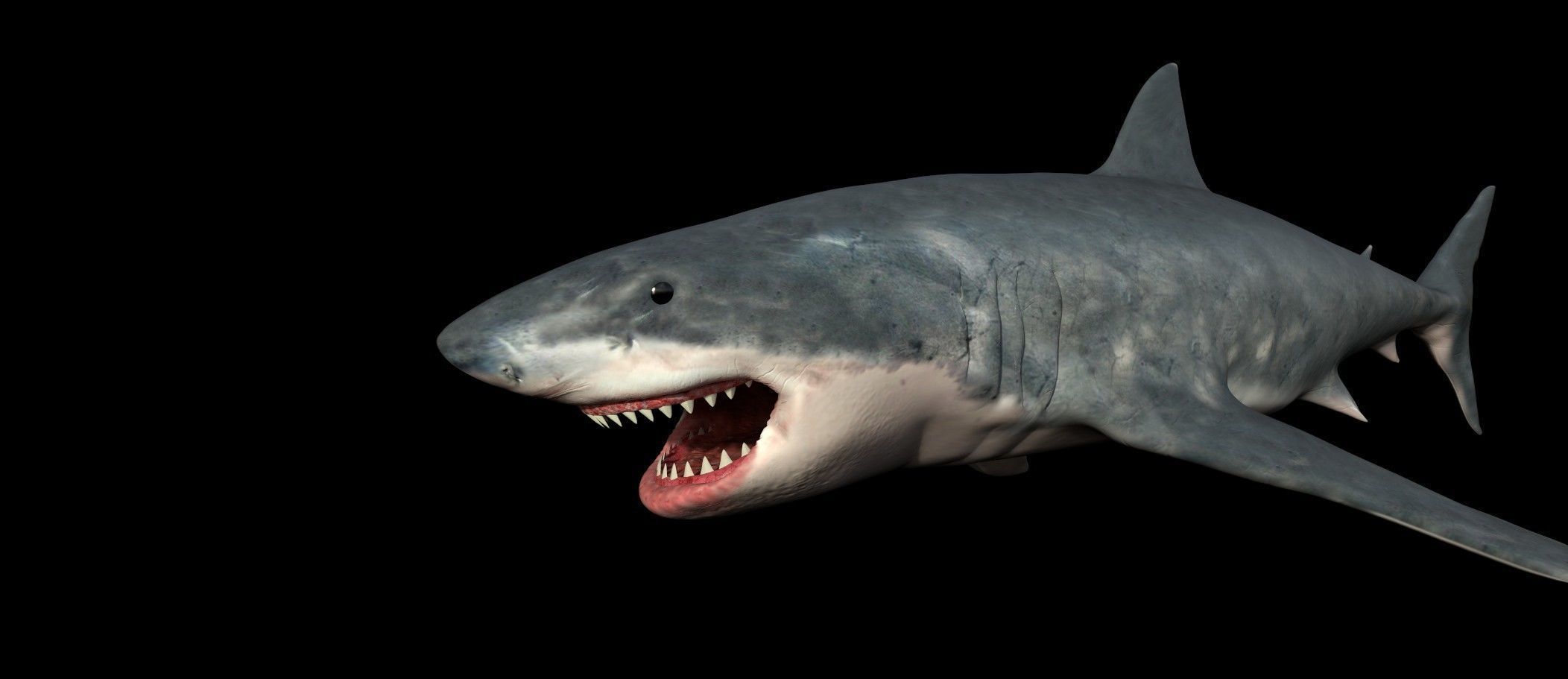 White shark 3D model_3