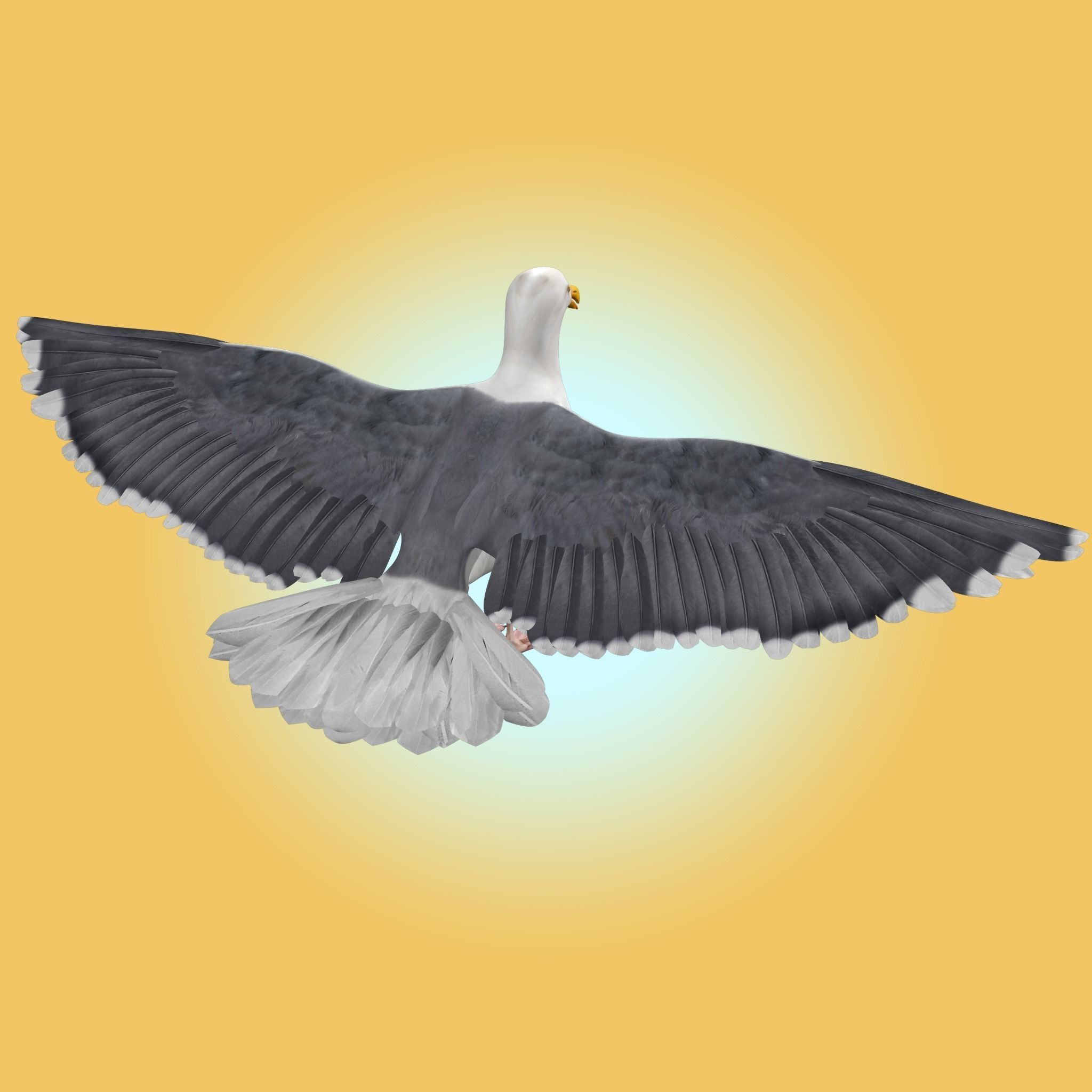 Seagull 3D model_6