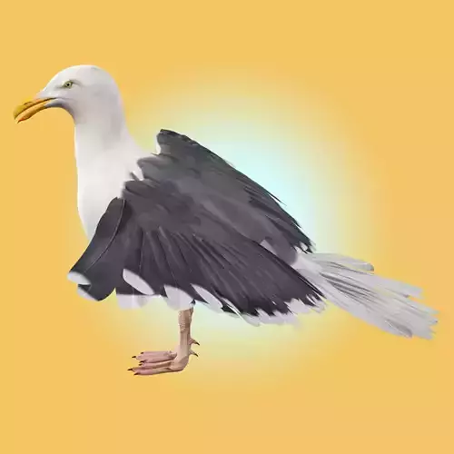 Seagull 3D model