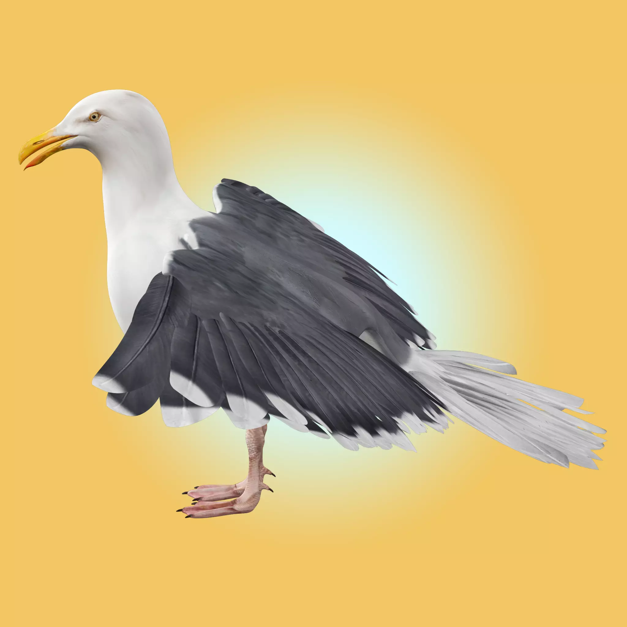 Seagull 3D model_0