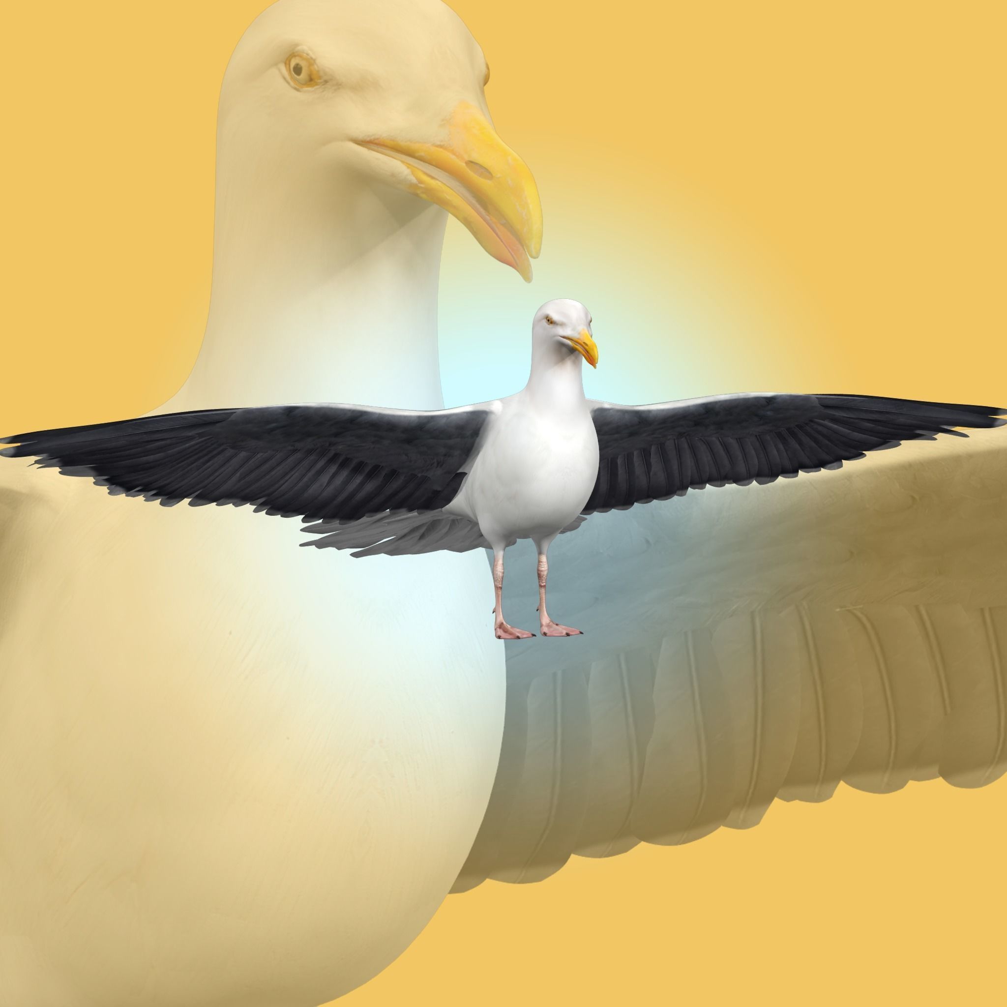 Seagull 3D model_2