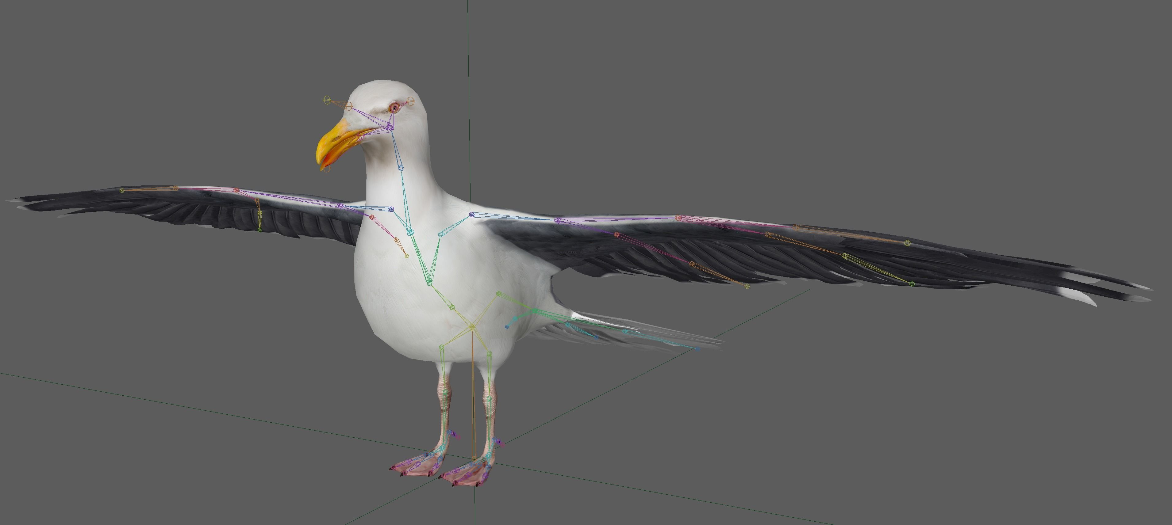 Seagull 3D model_9