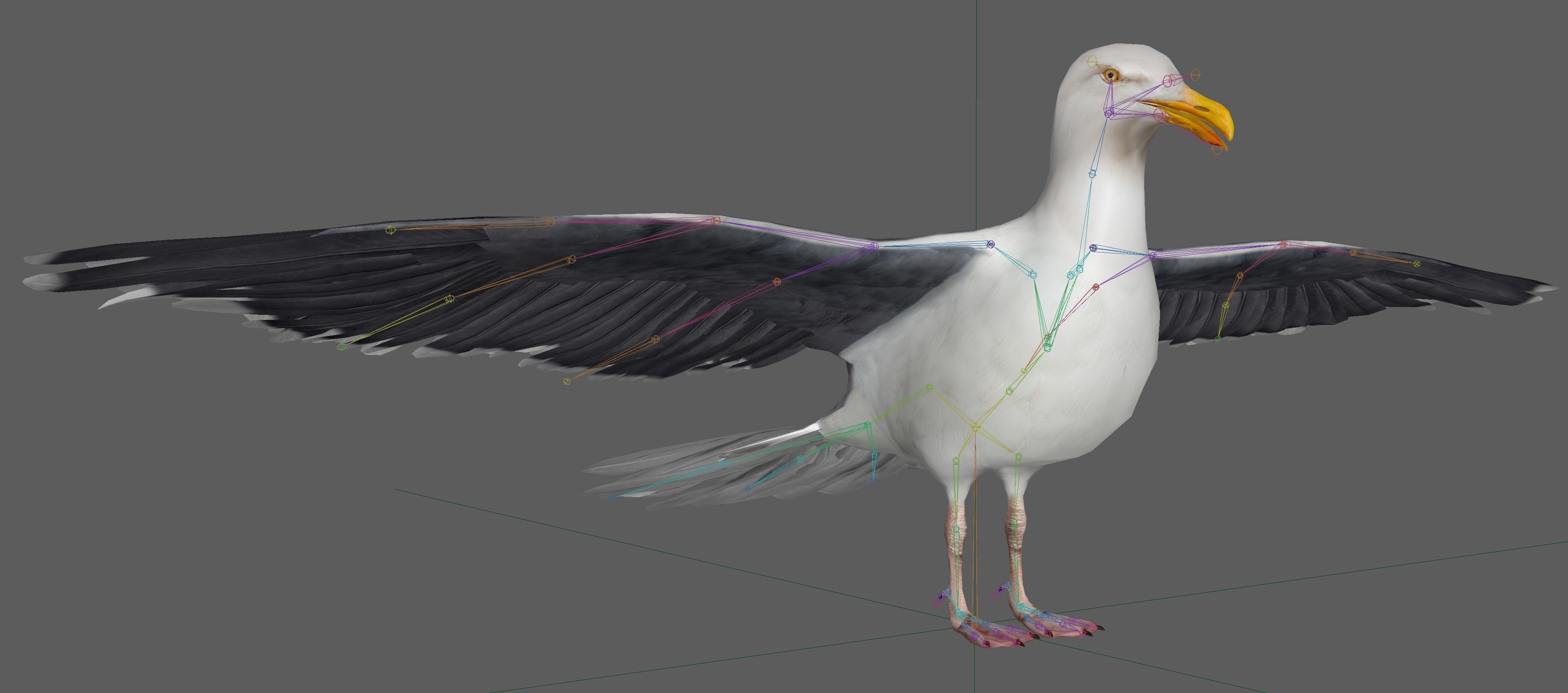 Seagull 3D model_19