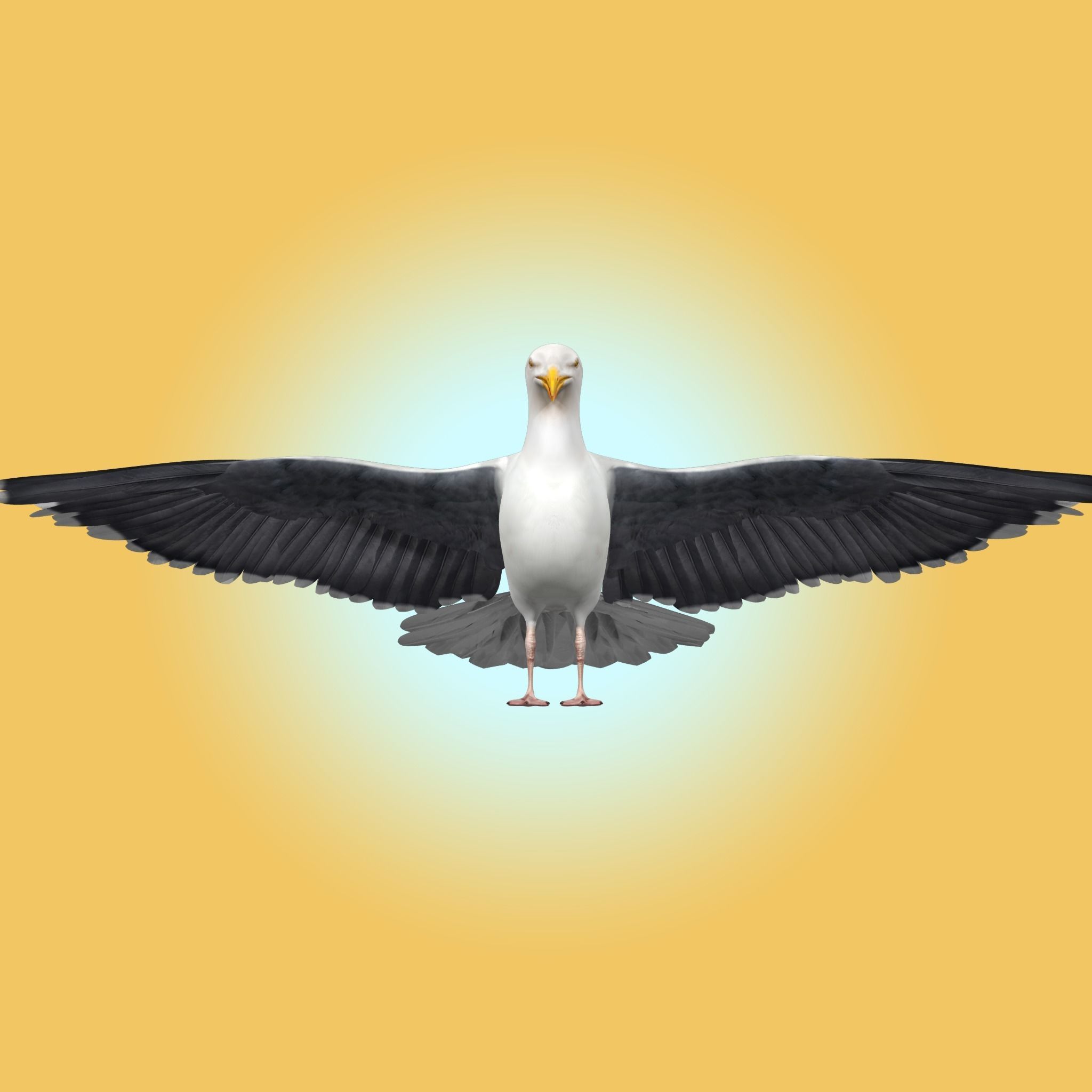 Seagull 3D model_8