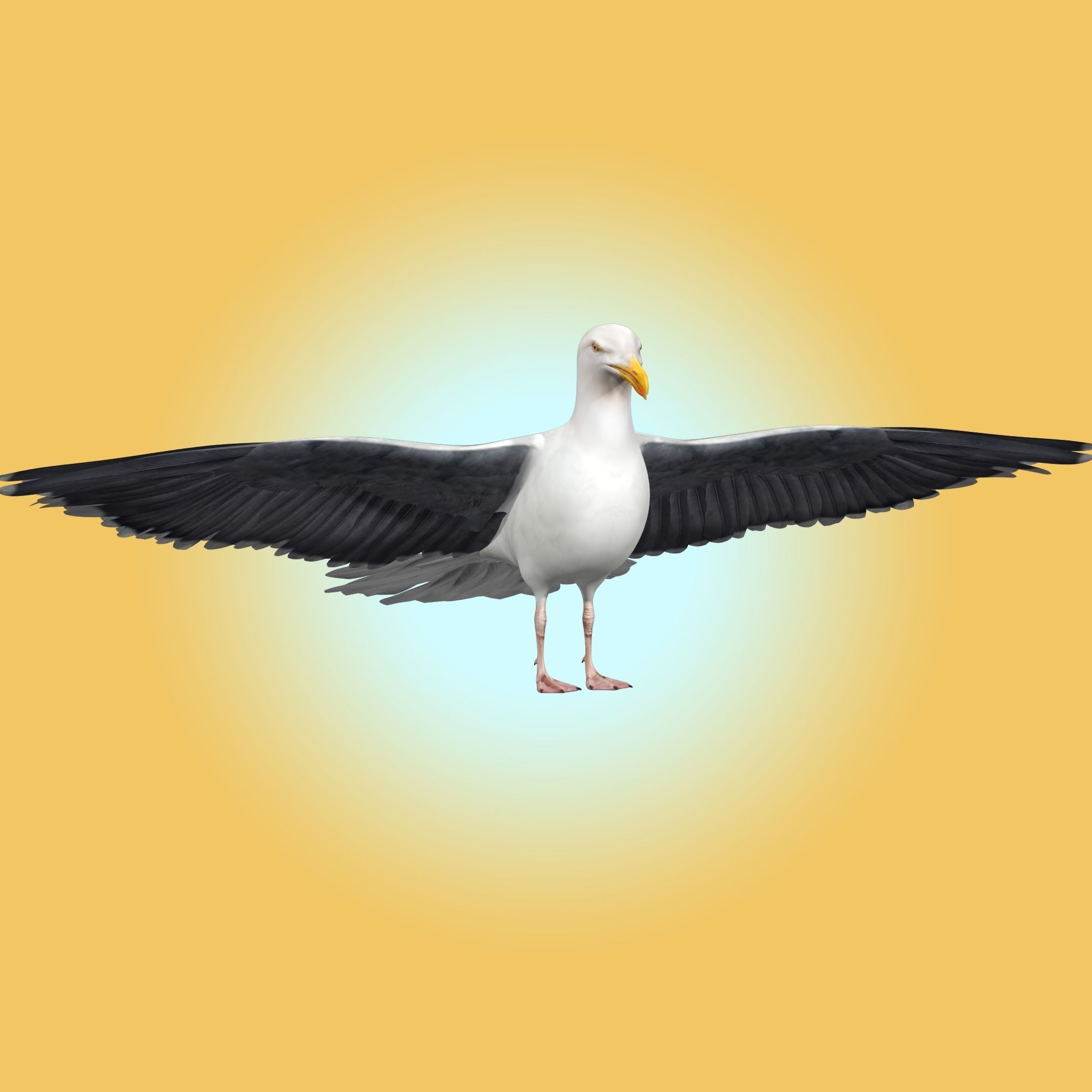 Seagull 3D model_4