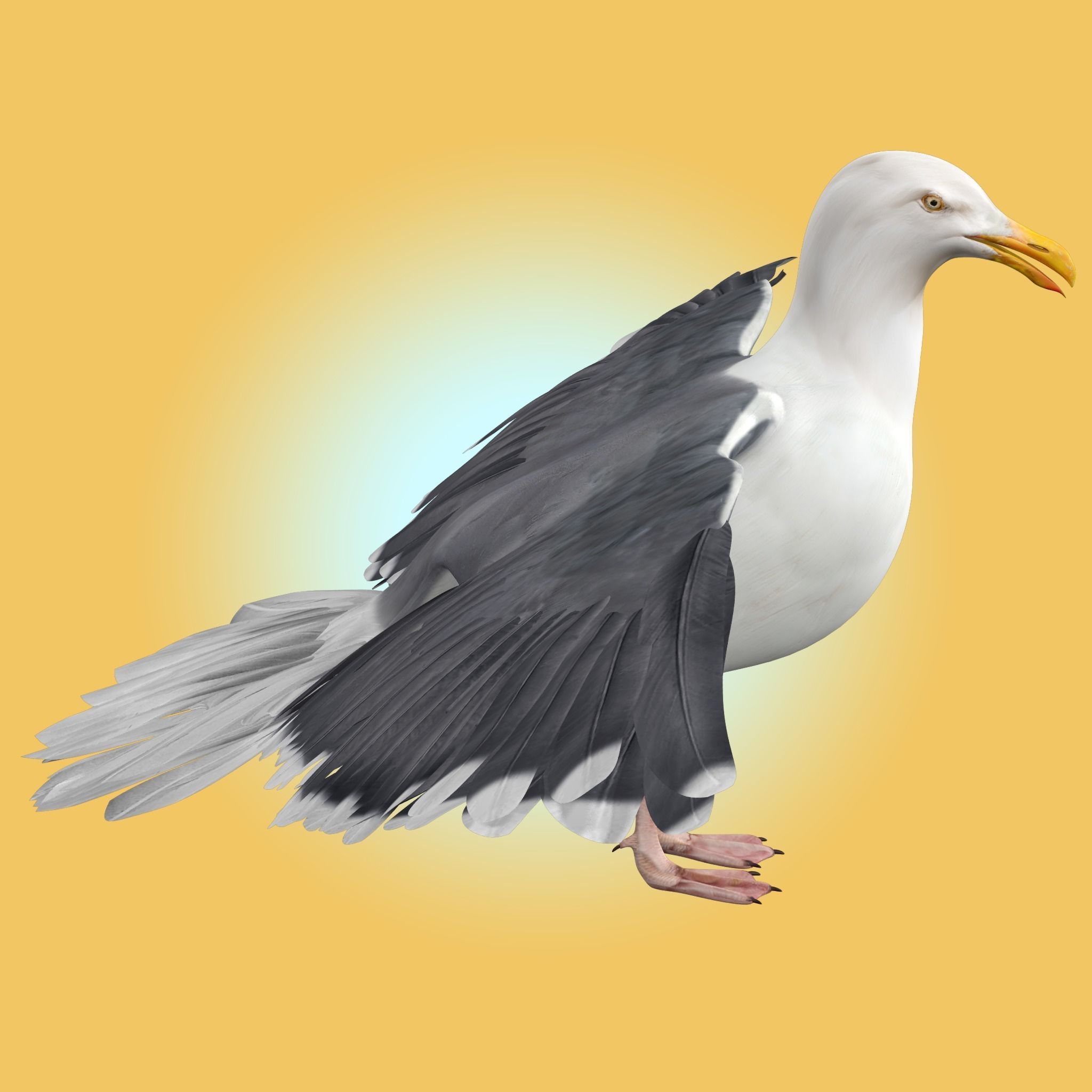 Seagull 3D model_7