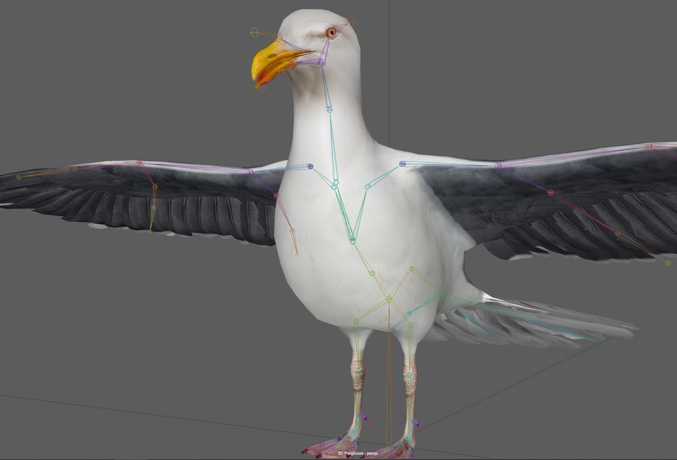 Seagull 3D model_18