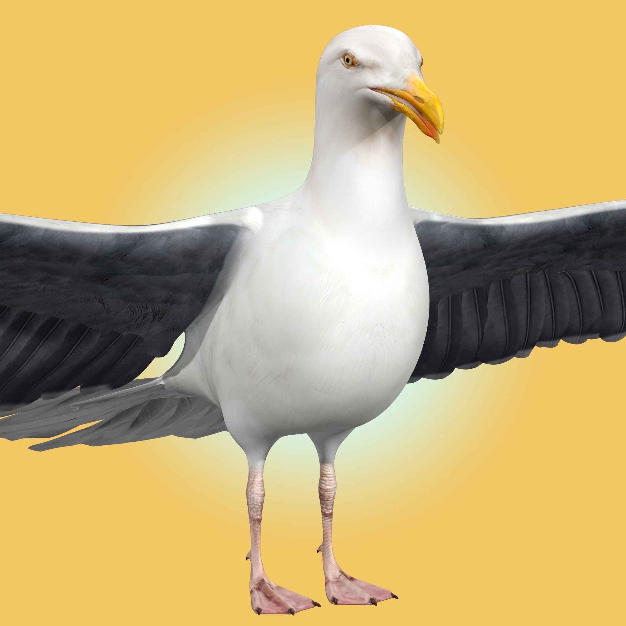 Seagull 3D model_1