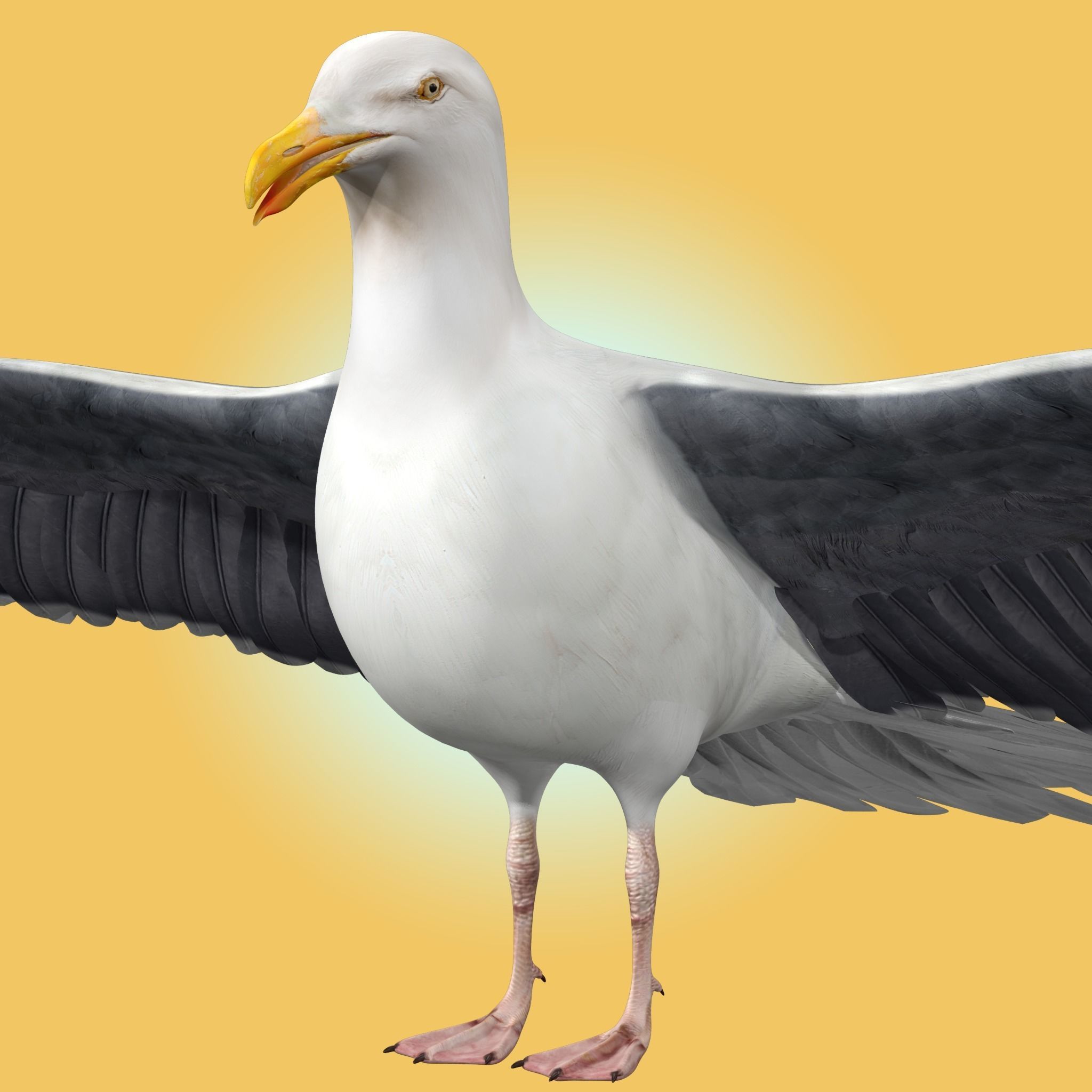 Seagull 3D model_5