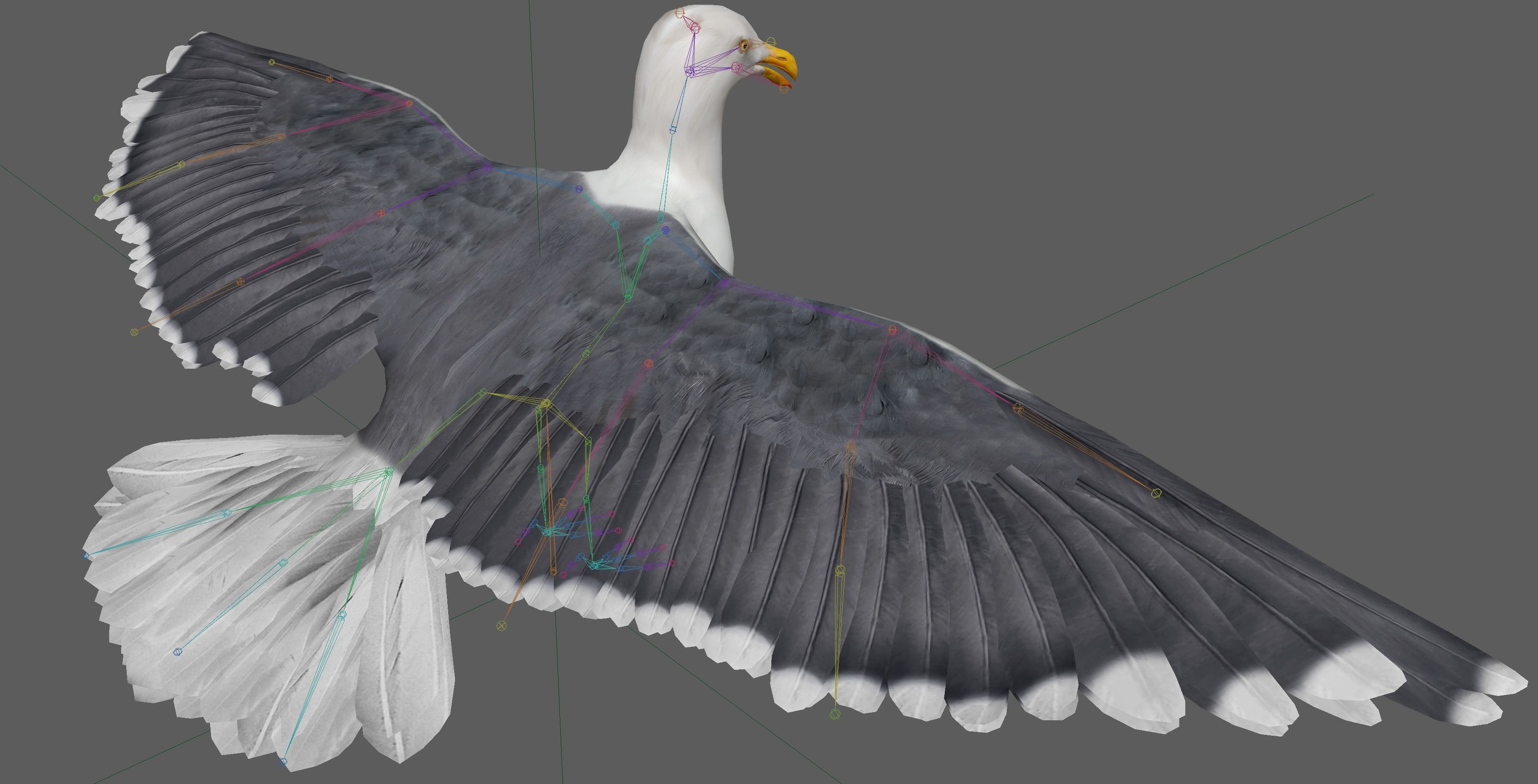 Seagull 3D model_21