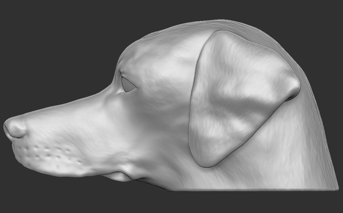 Pointer dog head for 3D printing 3D print model_14