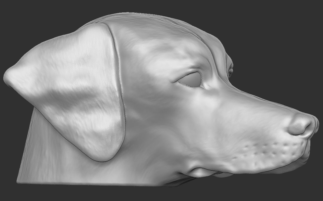 Pointer dog head for 3D printing 3D print model_9