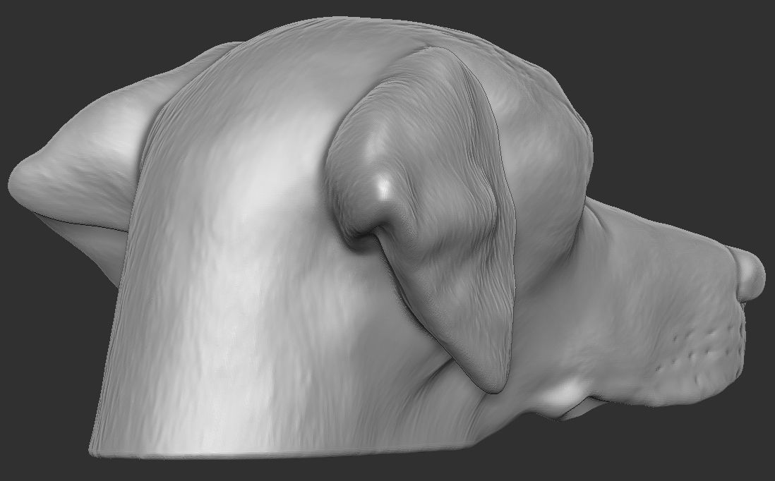 Pointer dog head for 3D printing 3D print model_11