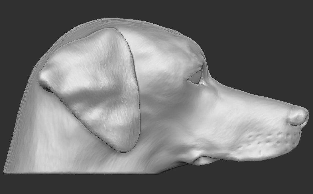 Pointer dog head for 3D printing 3D print model_10