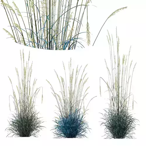 Plants Helictotrichon Sempervirens Pendula Avoine Blue Version04 3D model