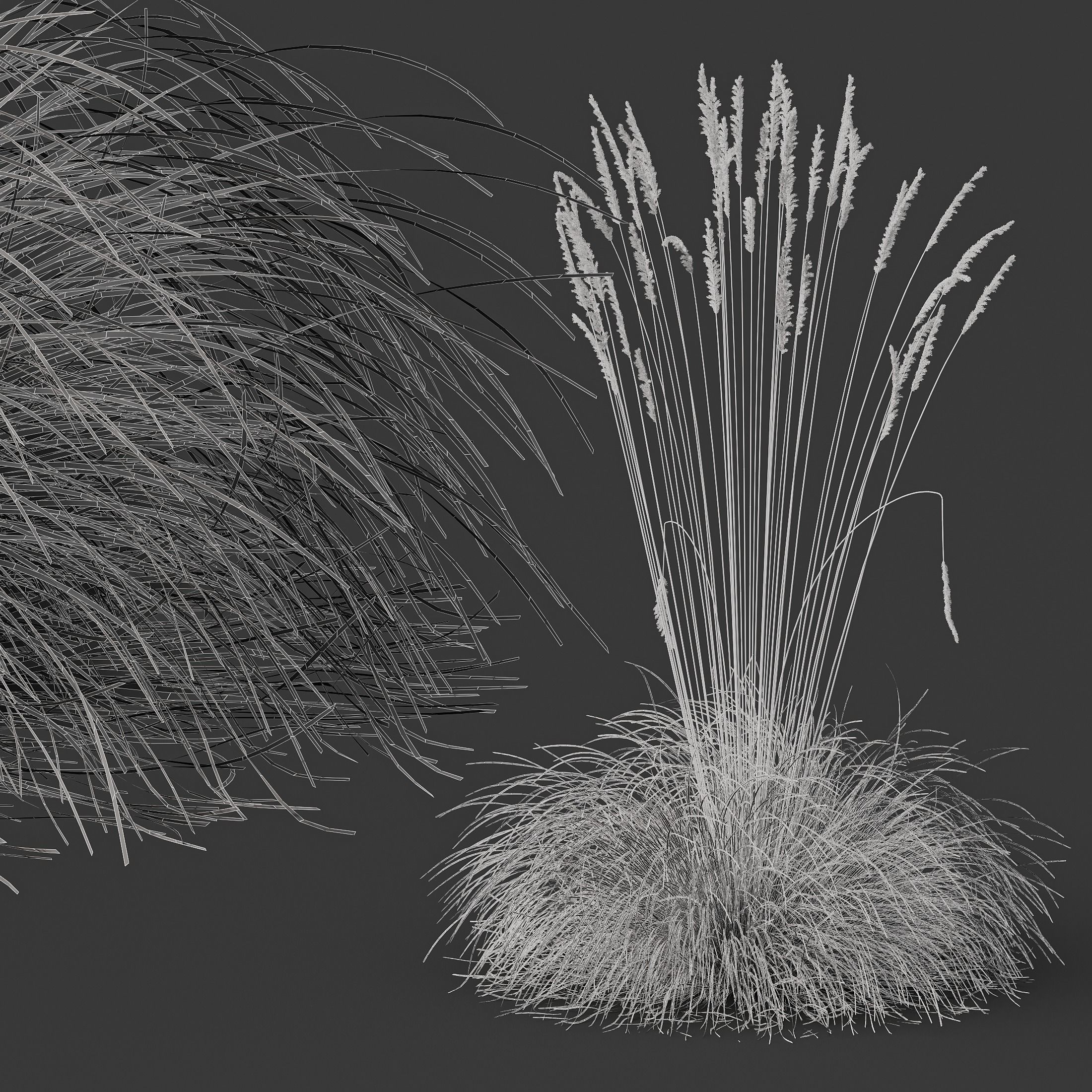 Plants Helictotrichon Sempervirens Pendula Avoine Blue Version05 Free 3D model_5