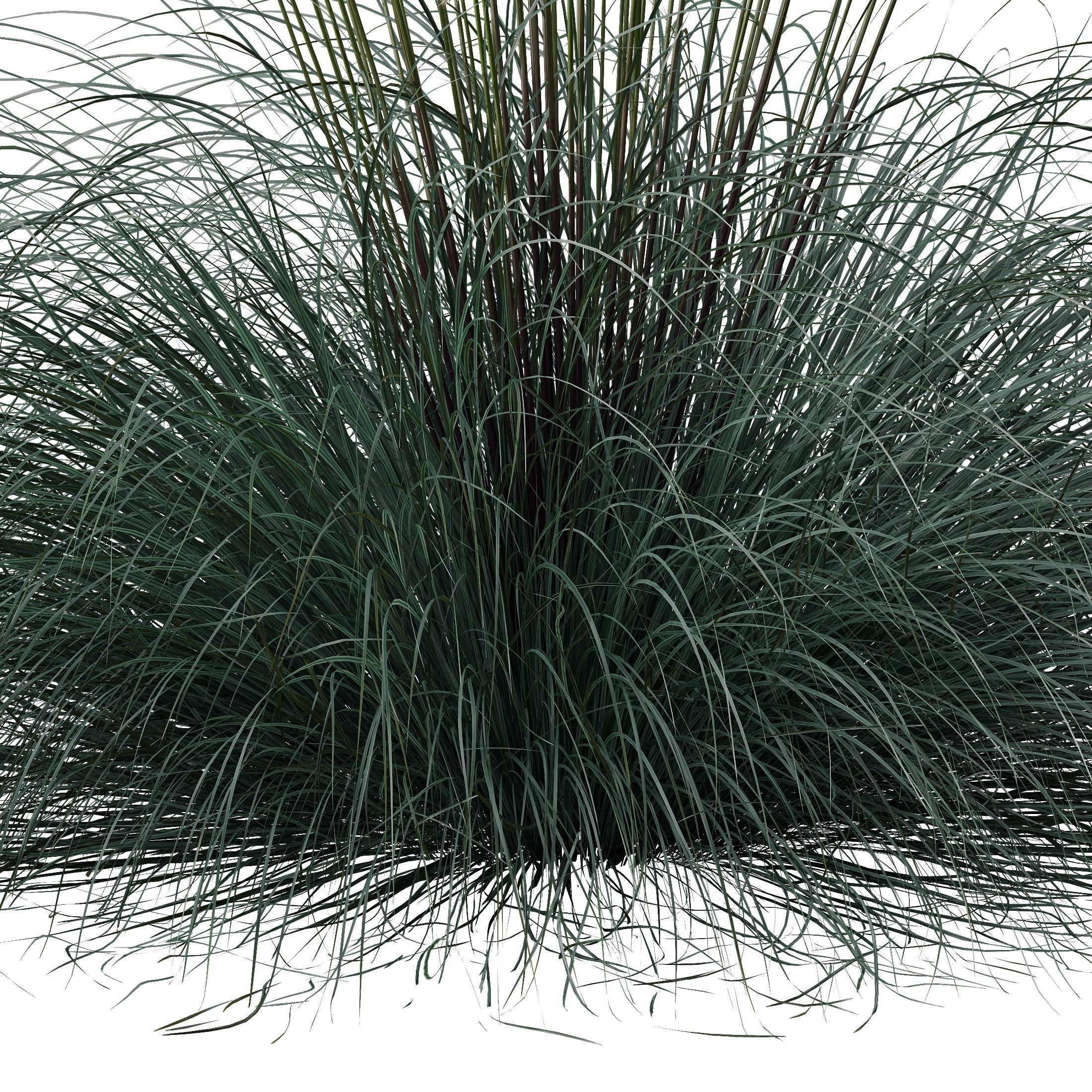 Plants Helictotrichon Sempervirens Pendula Avoine Blue Version05 Free 3D model_3
