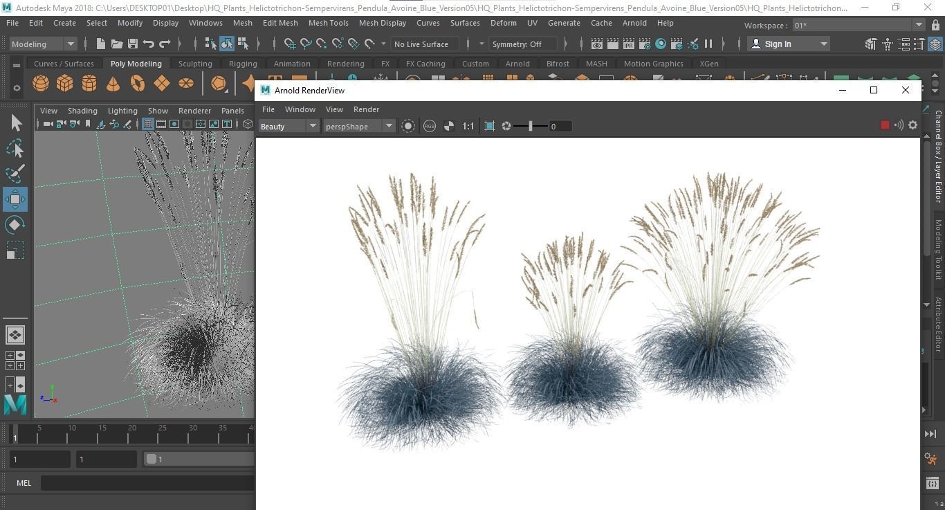 Plants Helictotrichon Sempervirens Pendula Avoine Blue Version05 Free 3D model_7