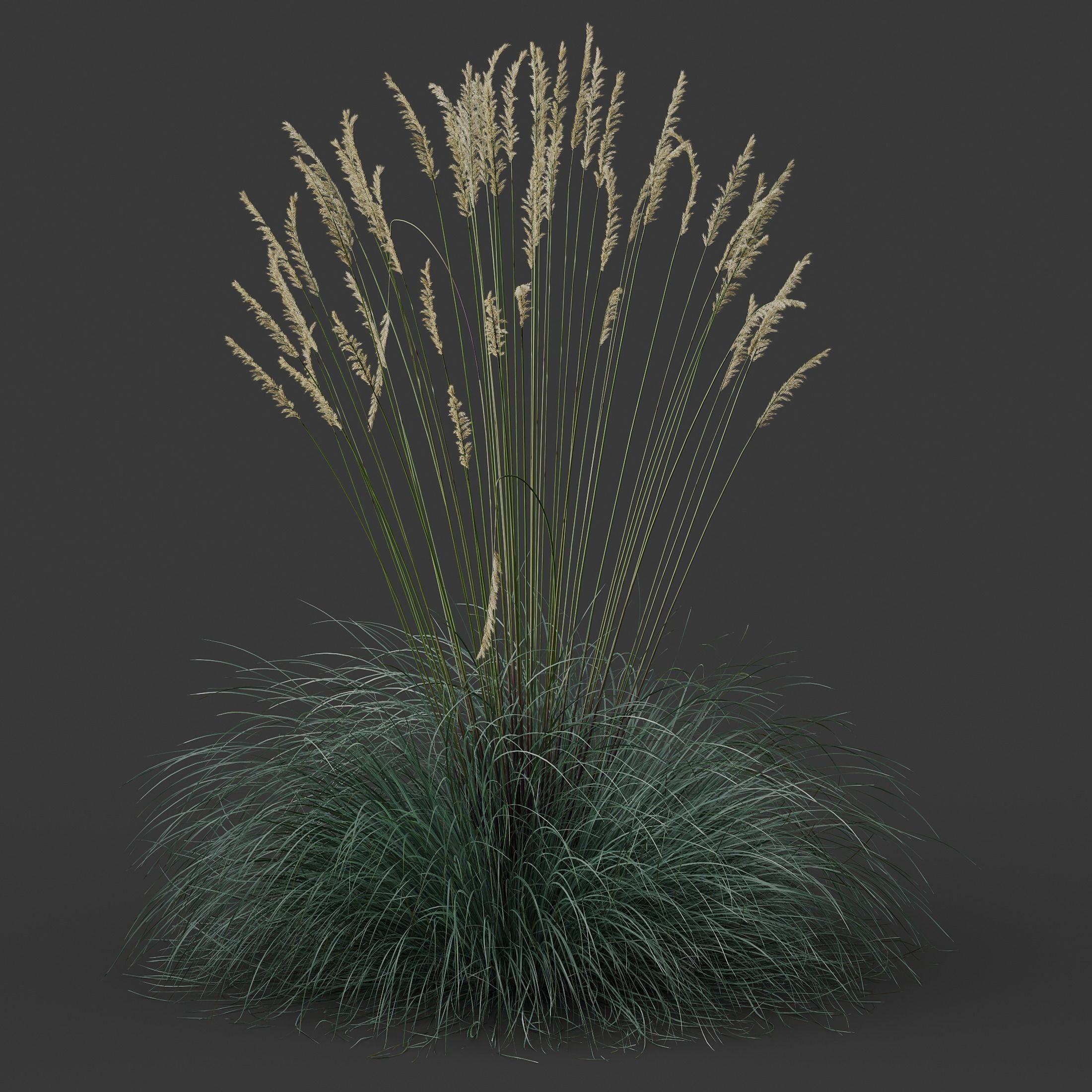 Plants Helictotrichon Sempervirens Pendula Avoine Blue Version05 Free 3D model_4