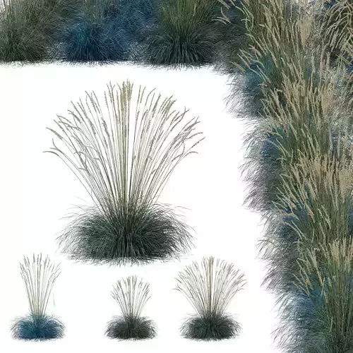 Plants Helictotrichon Sempervirens Pendula Avoine Blue Version05 Free 3D model