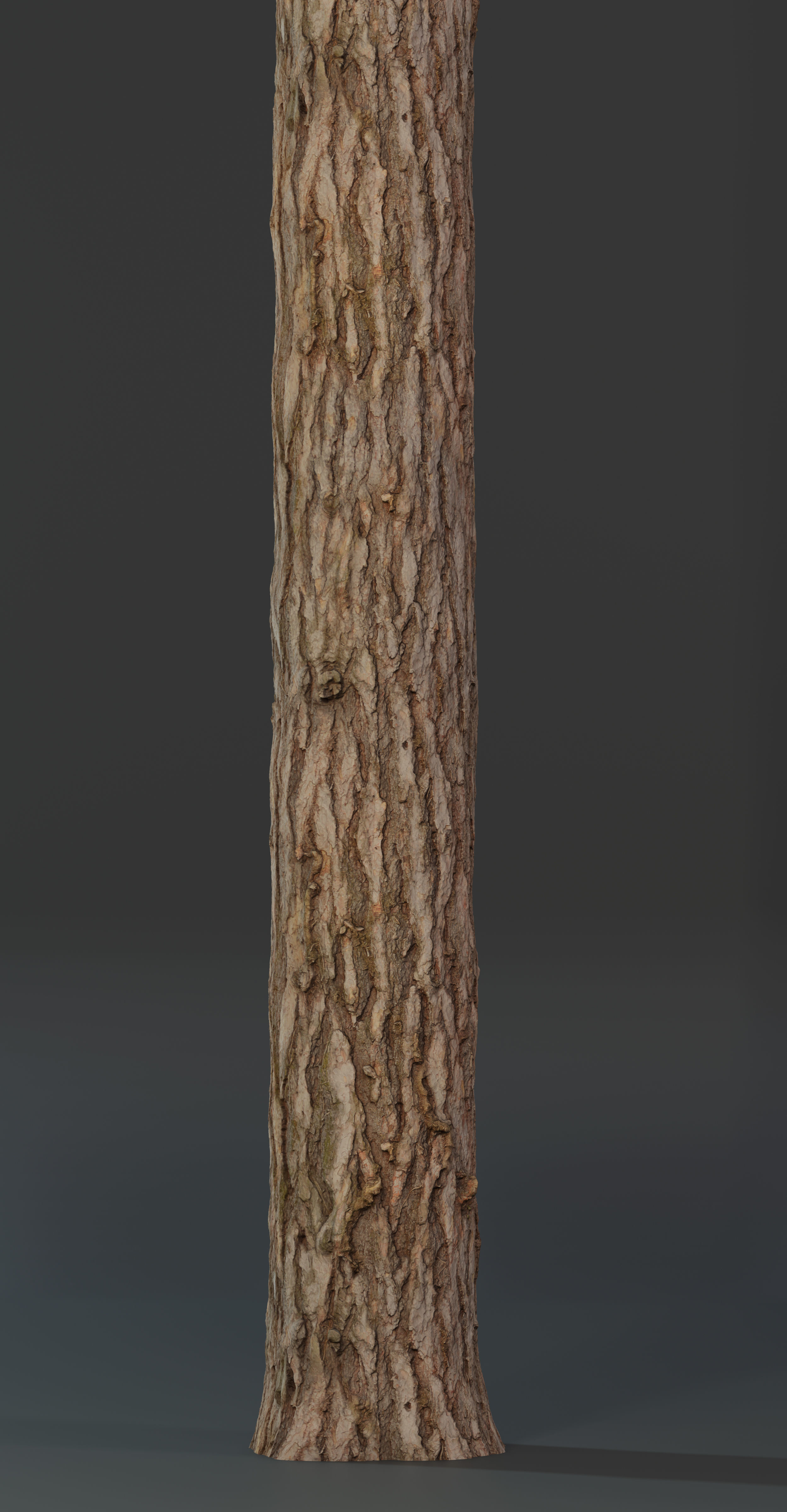 Pine Texture 8K PBR Texture_5