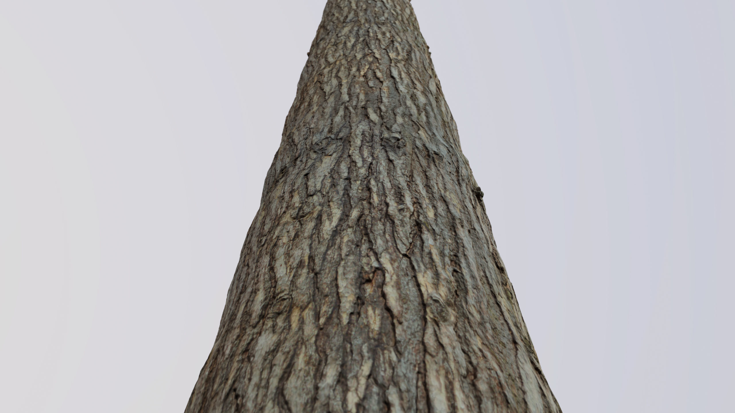 Pine Texture 8K PBR Texture_17